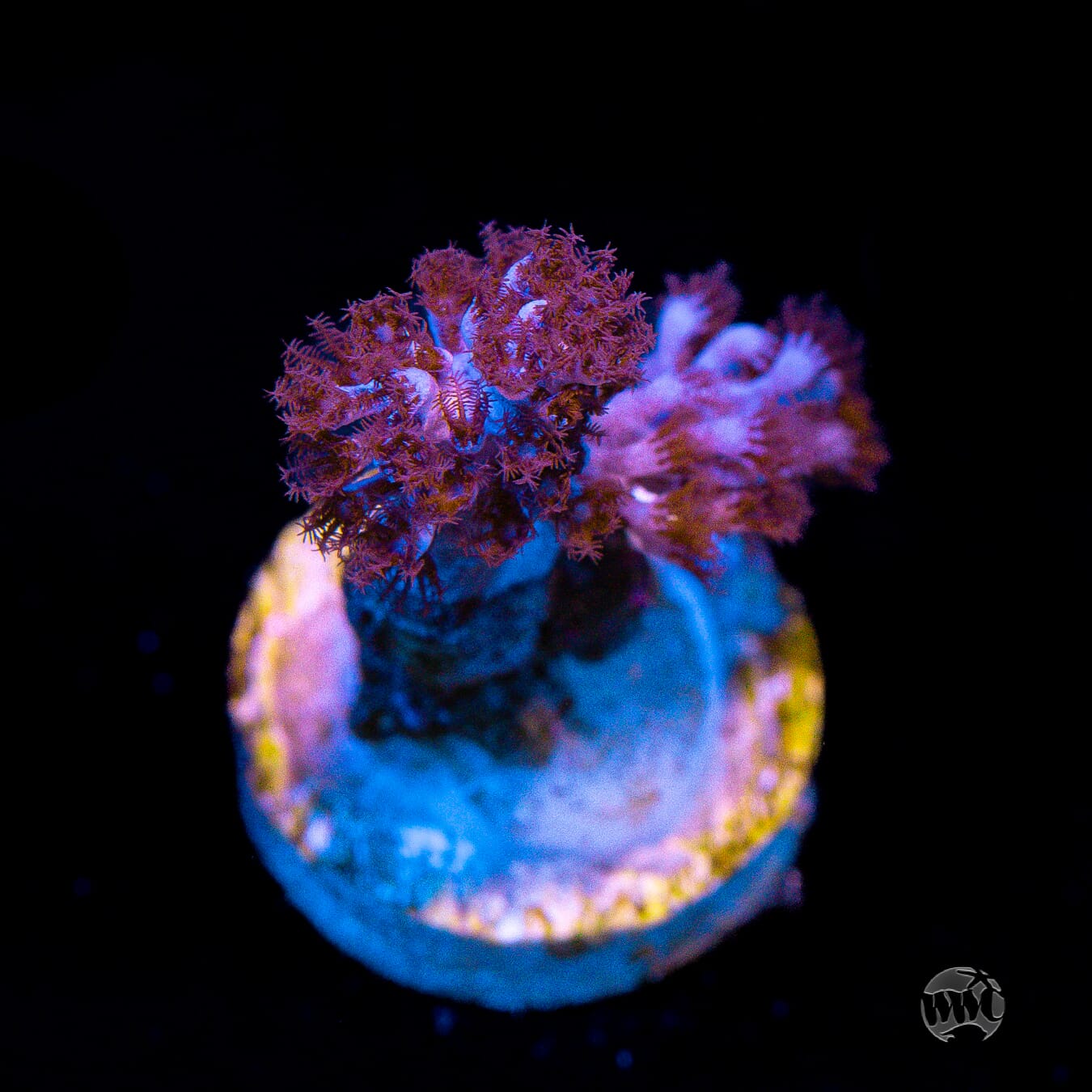 Capnella imbricata
