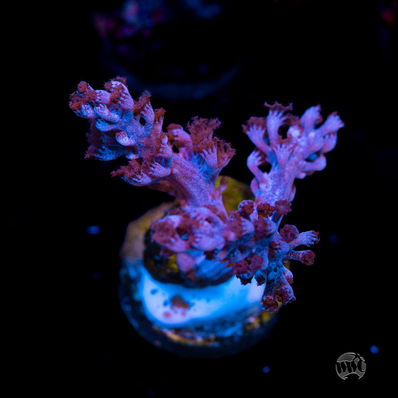 Capnella imbricata