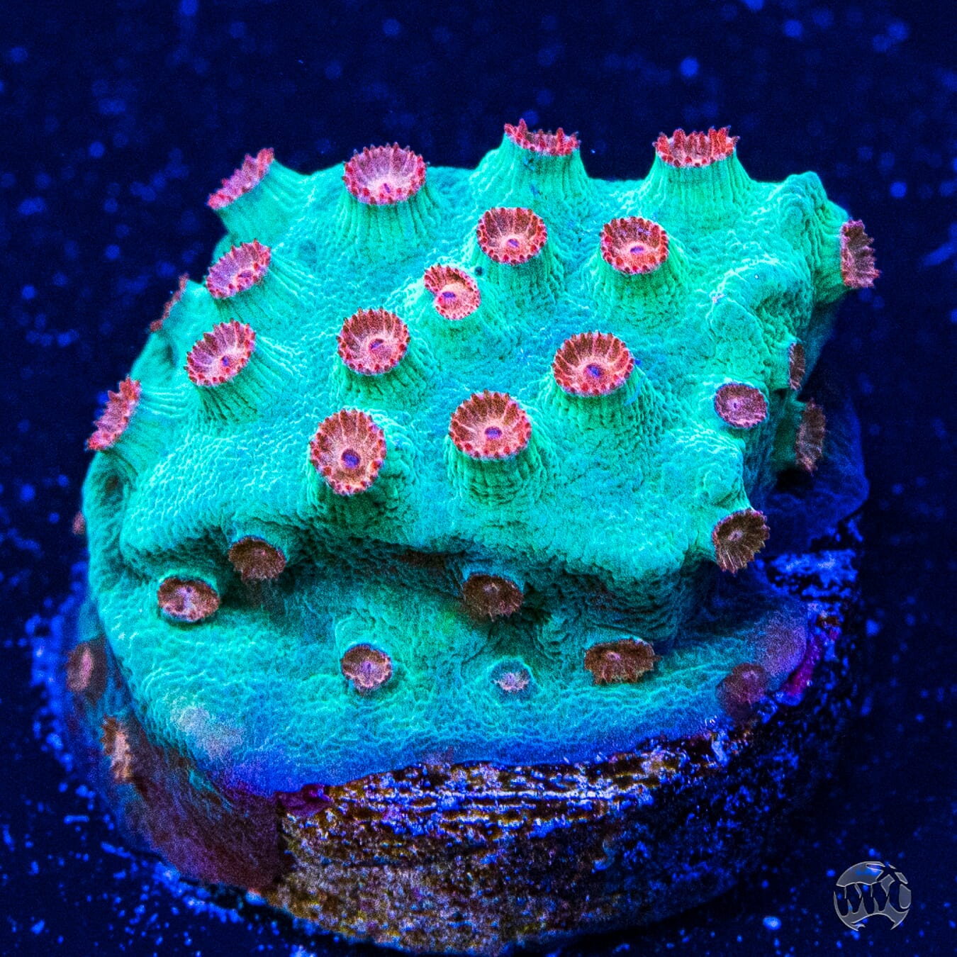 Cyphastrea sp.