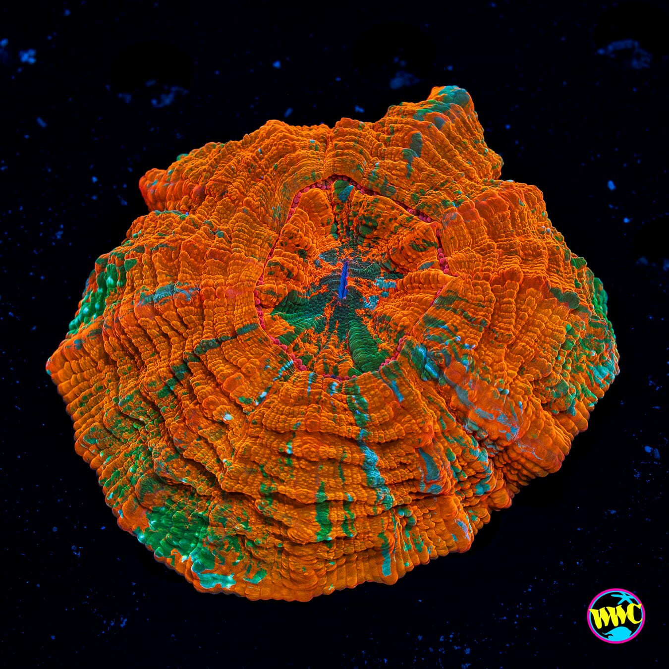 Miami Hurricane Acanthophyllia