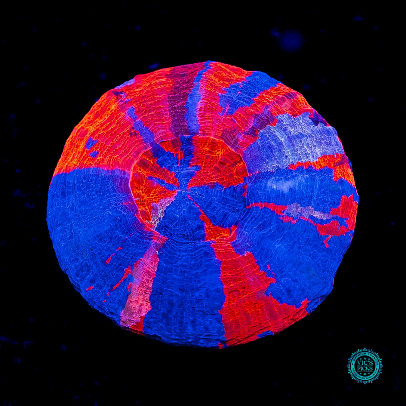 Mighty Superman Scolymia