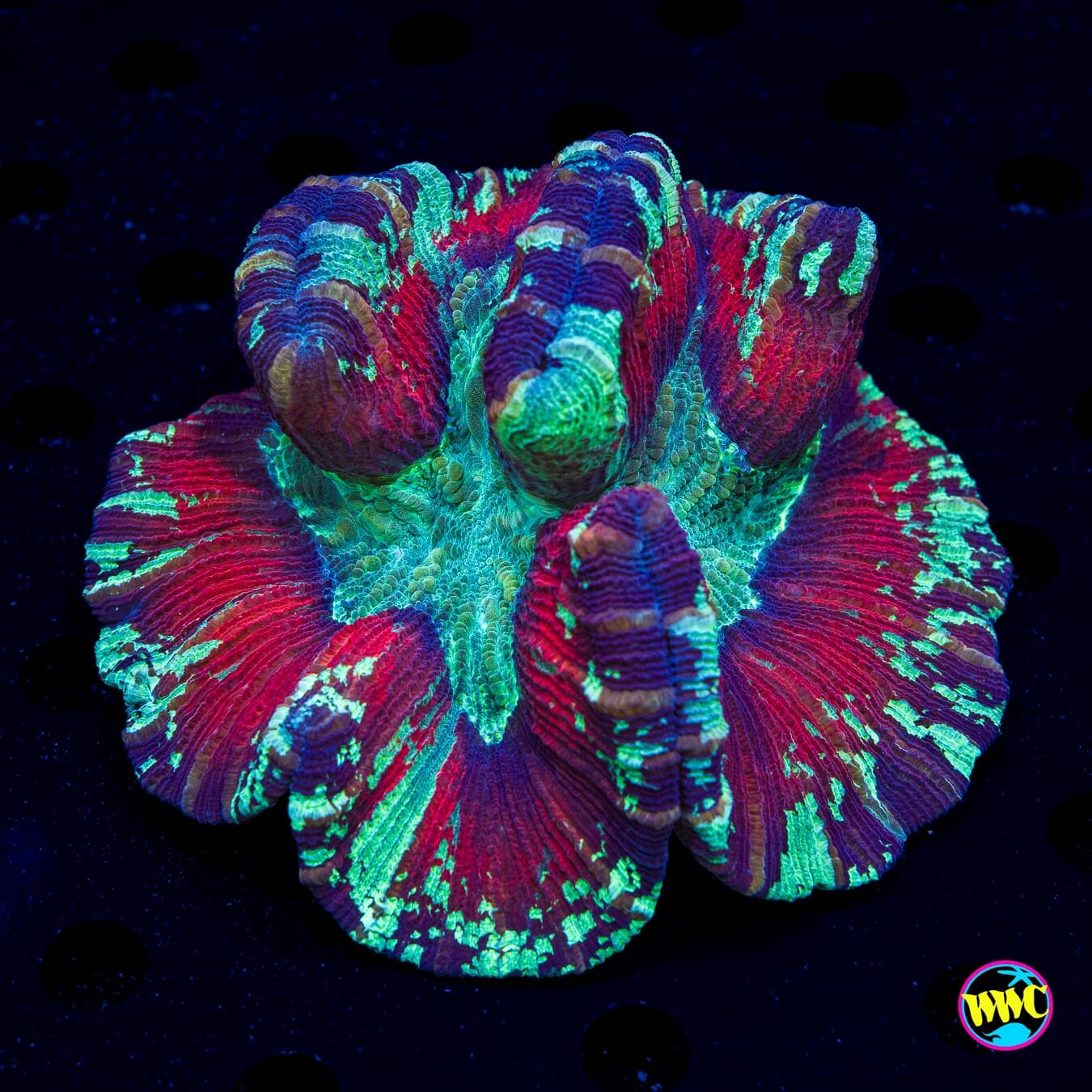 Misty Abyss Trachyphyllia