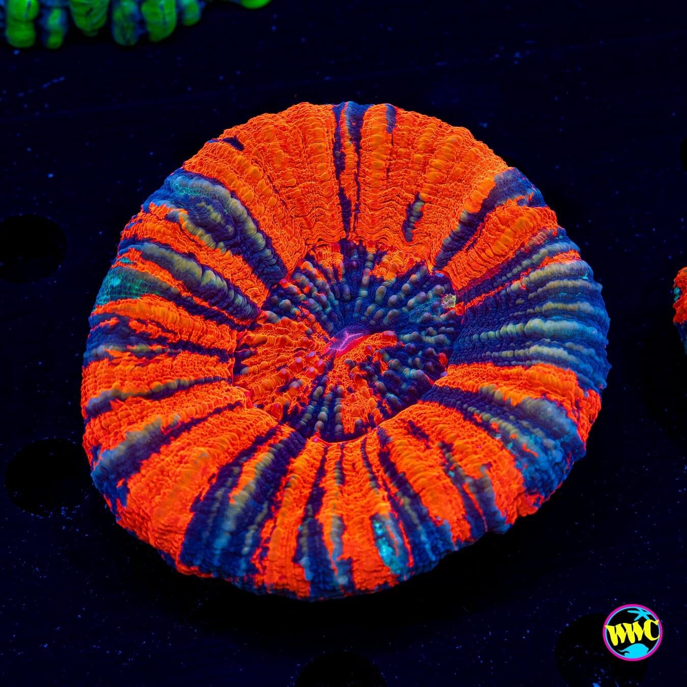 Molten Warpaint Scolymia