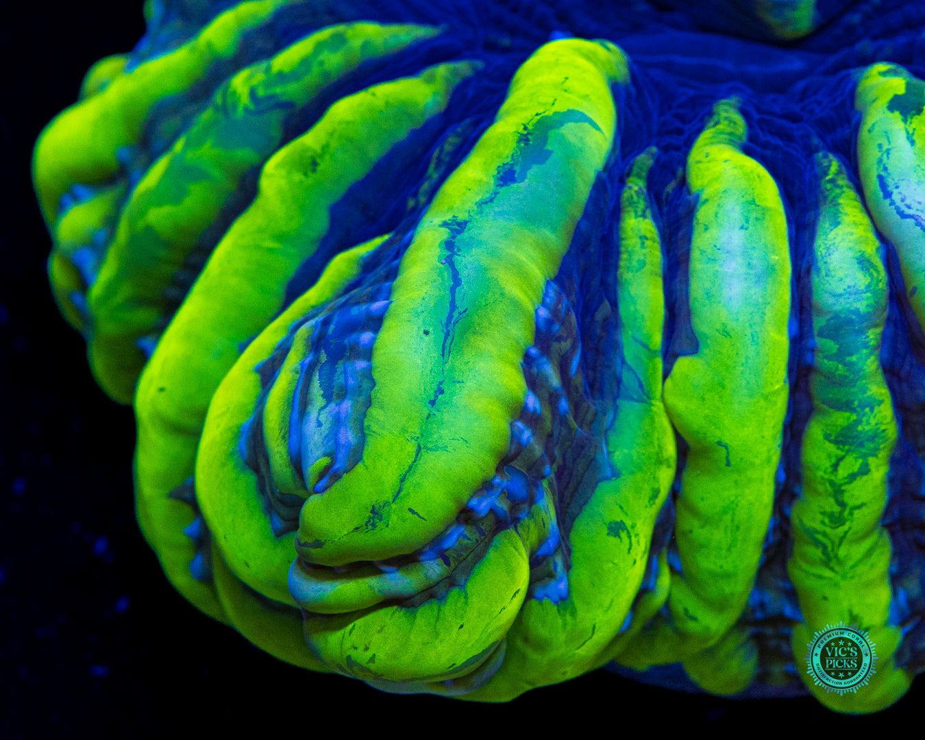 Indophyllia