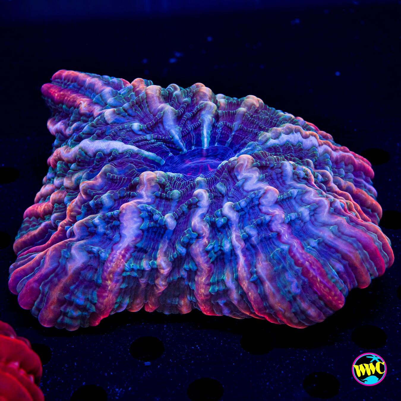 Nebula Wave Indophyllia