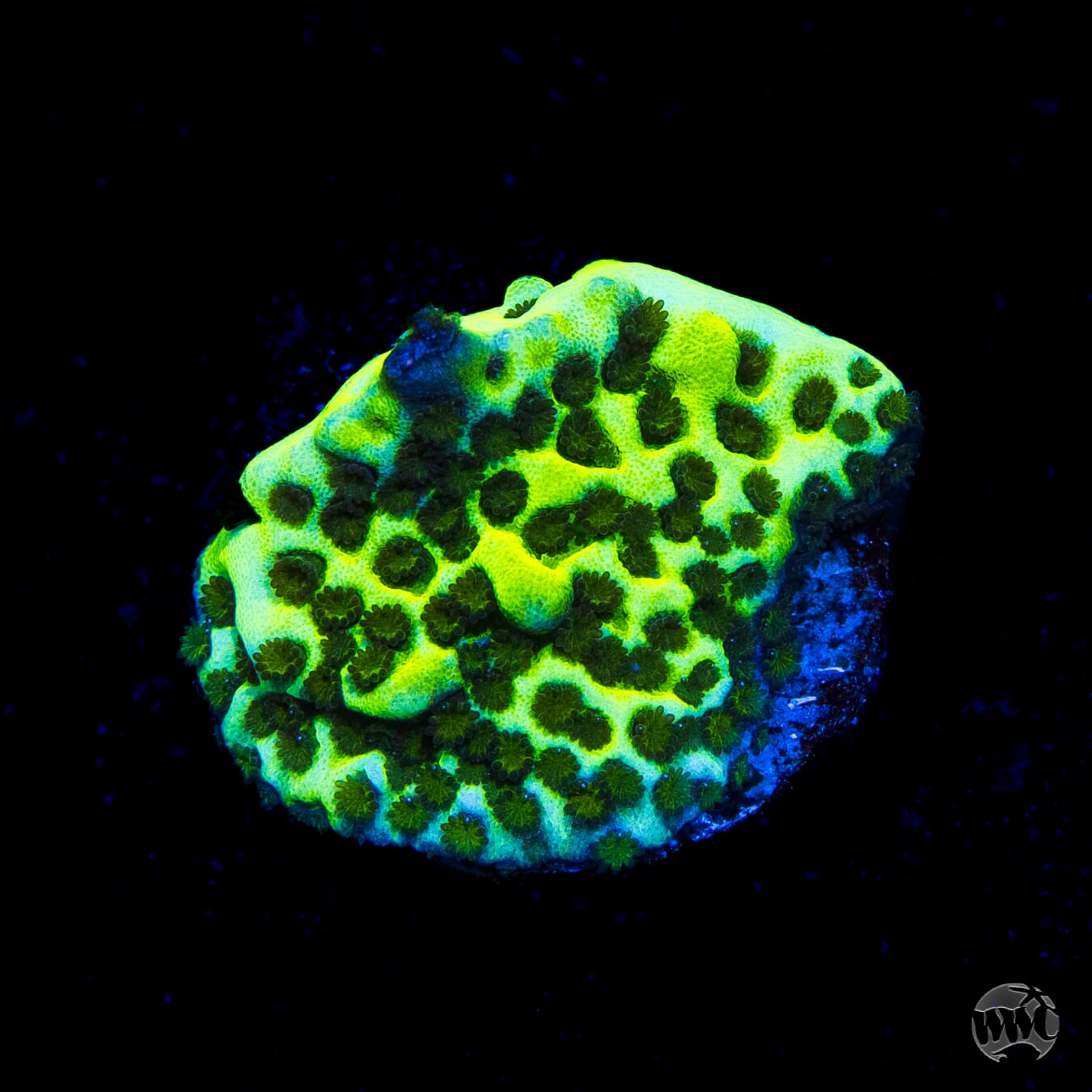 Montipora spongodes