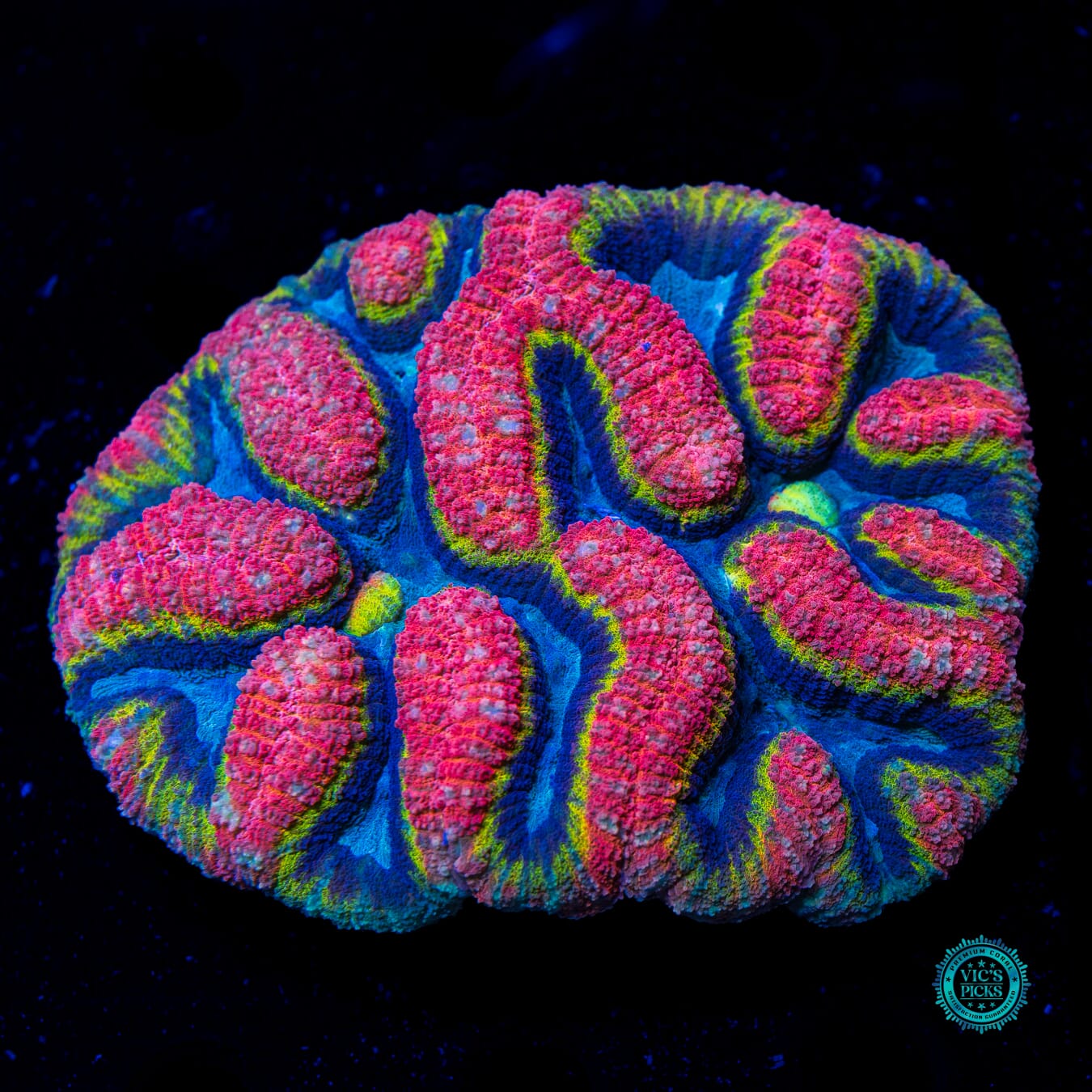 Lobophyllia hemprichii