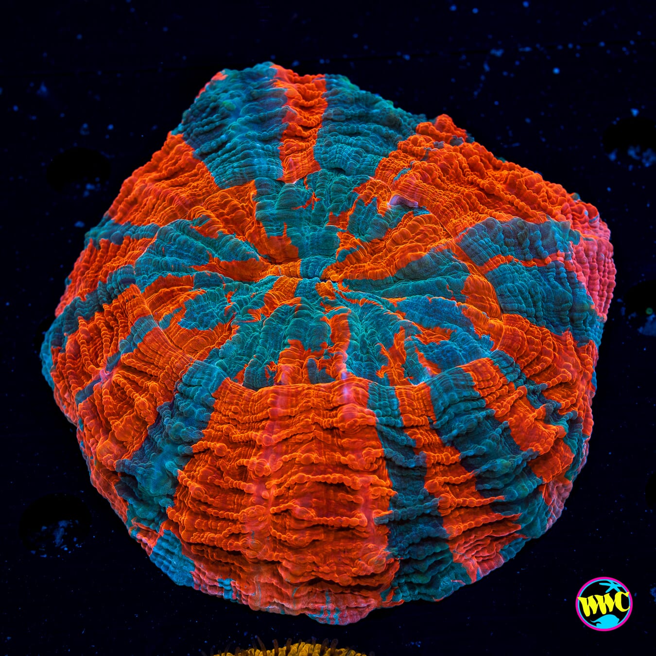 Ocean Fire Acanthophyllia
