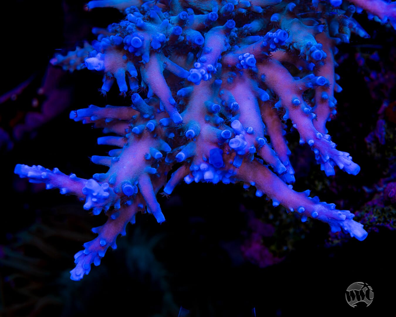 Oregon Tort Acropora