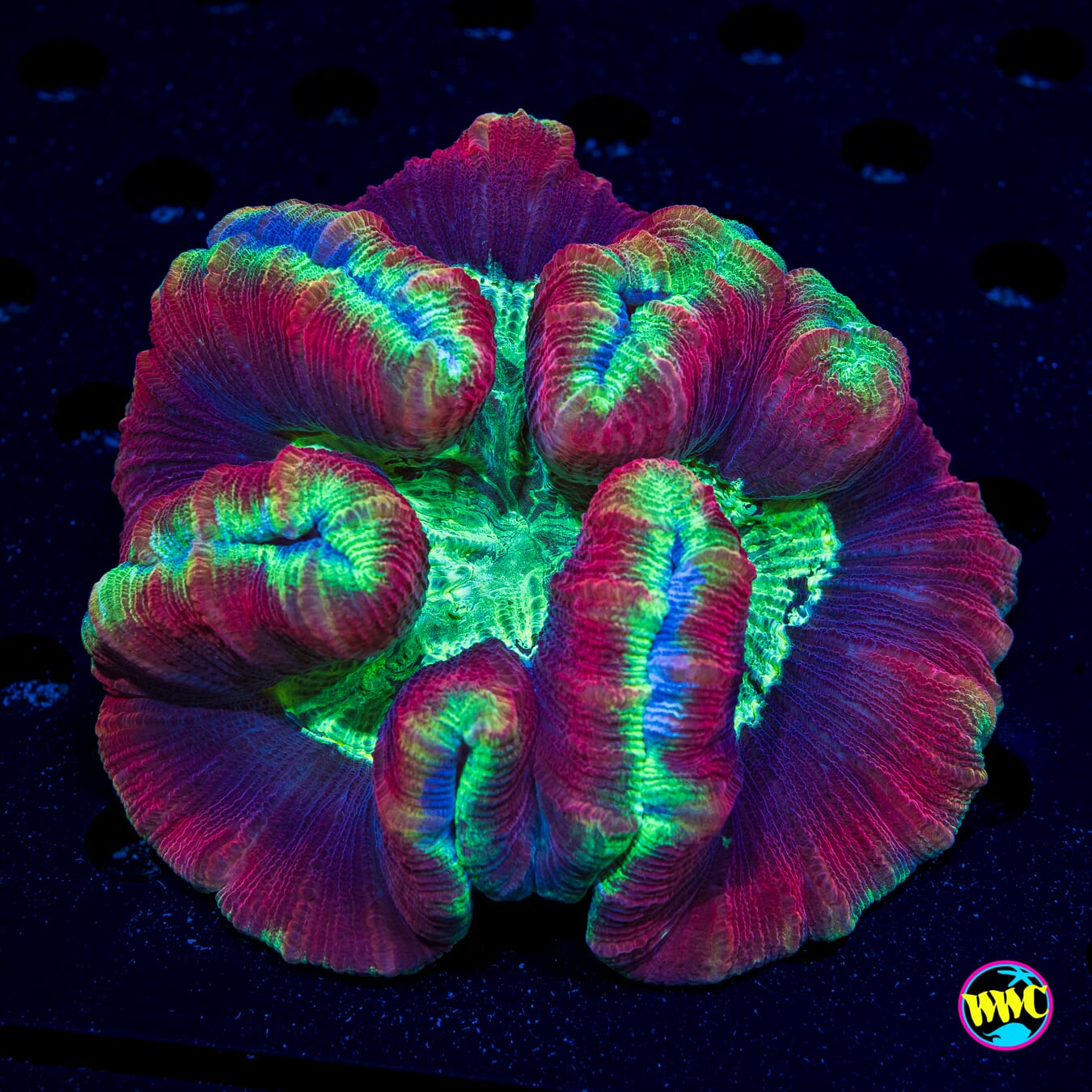 Paintball Trachyphyllia