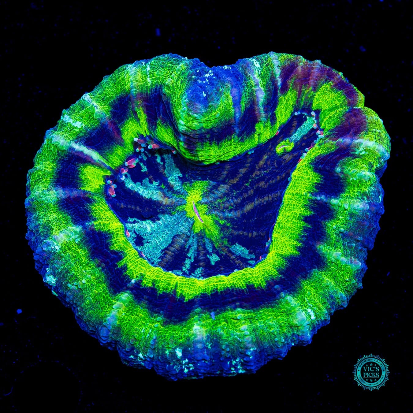 Pink Tentacle and Double Mouth UFO Scolymia