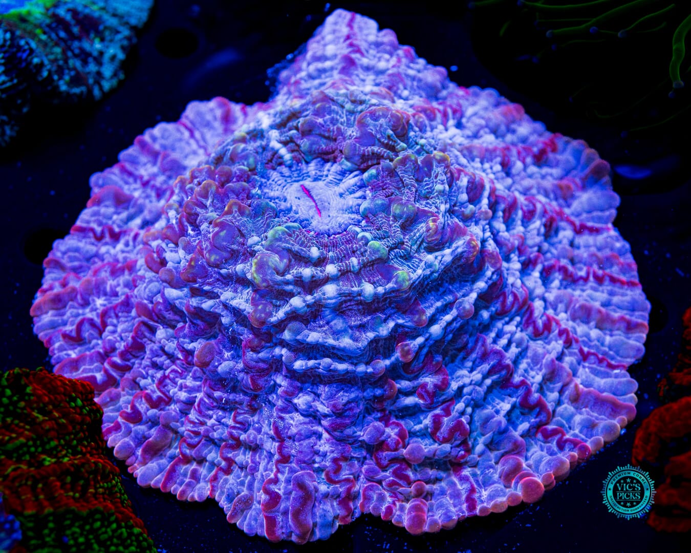 Indophyllia