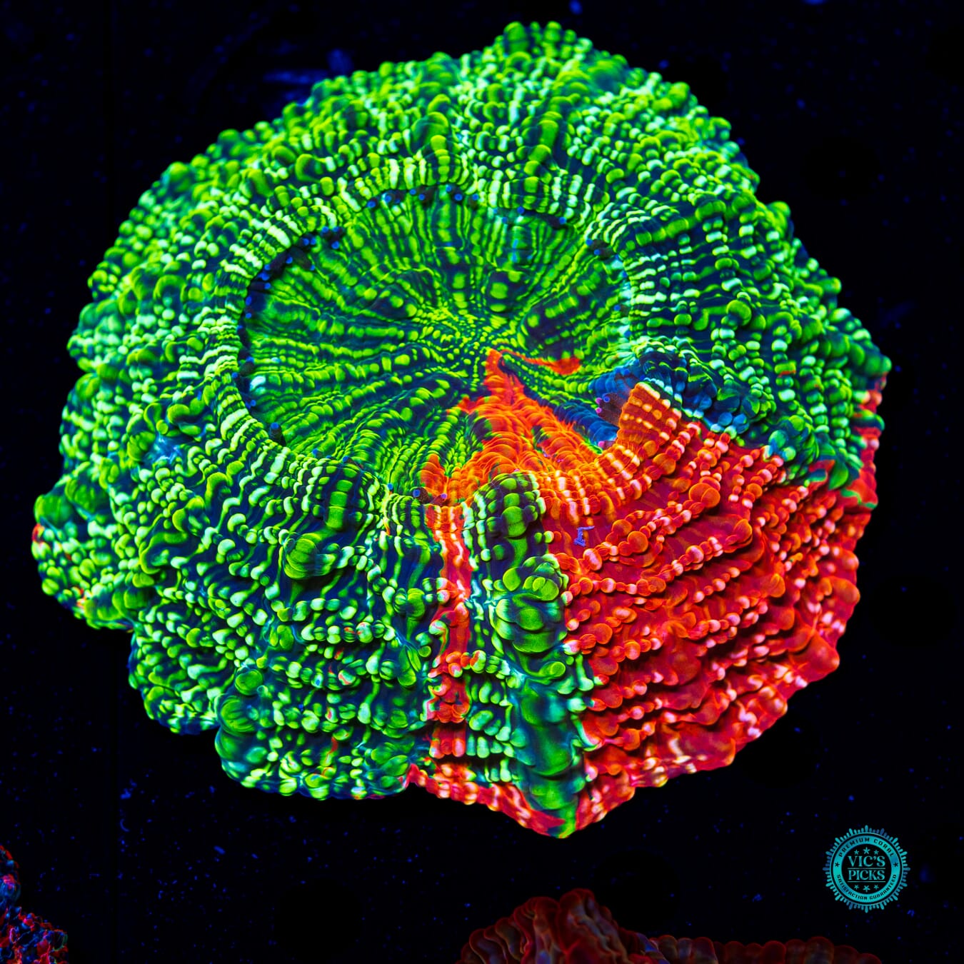 Prime Time Acanthophyllia