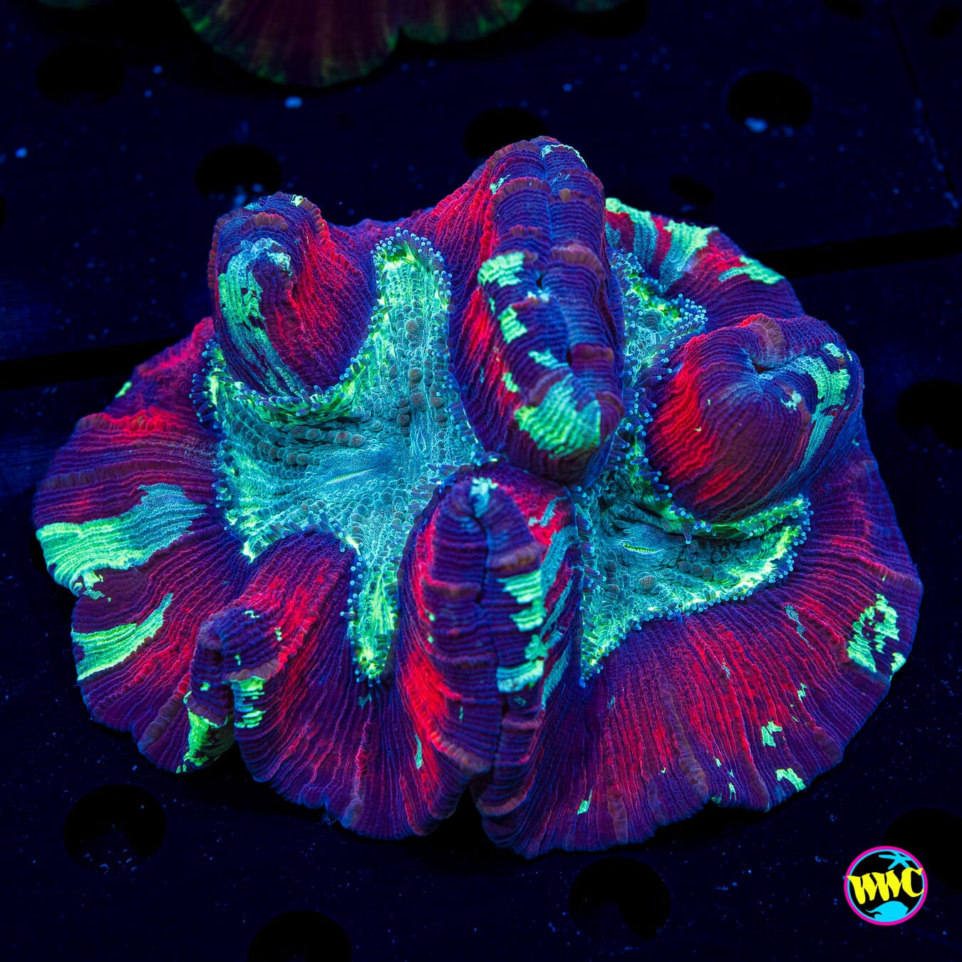 Purple Parlor Trachyphyllia