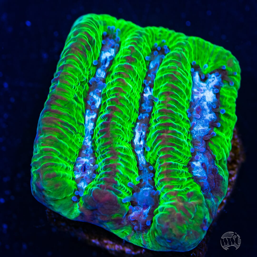 WWC Bicolor Platygyra Coral