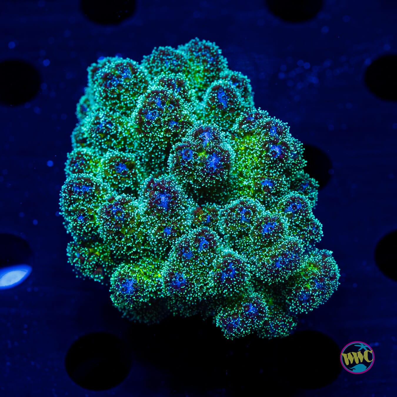 Rainbow Pocillopora