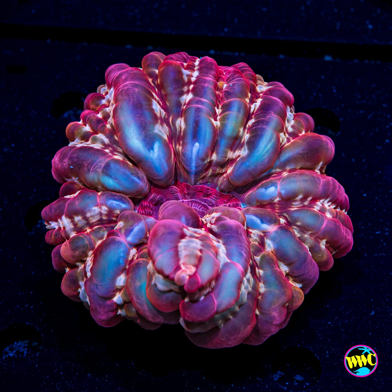 Razzmatazz Cynarina