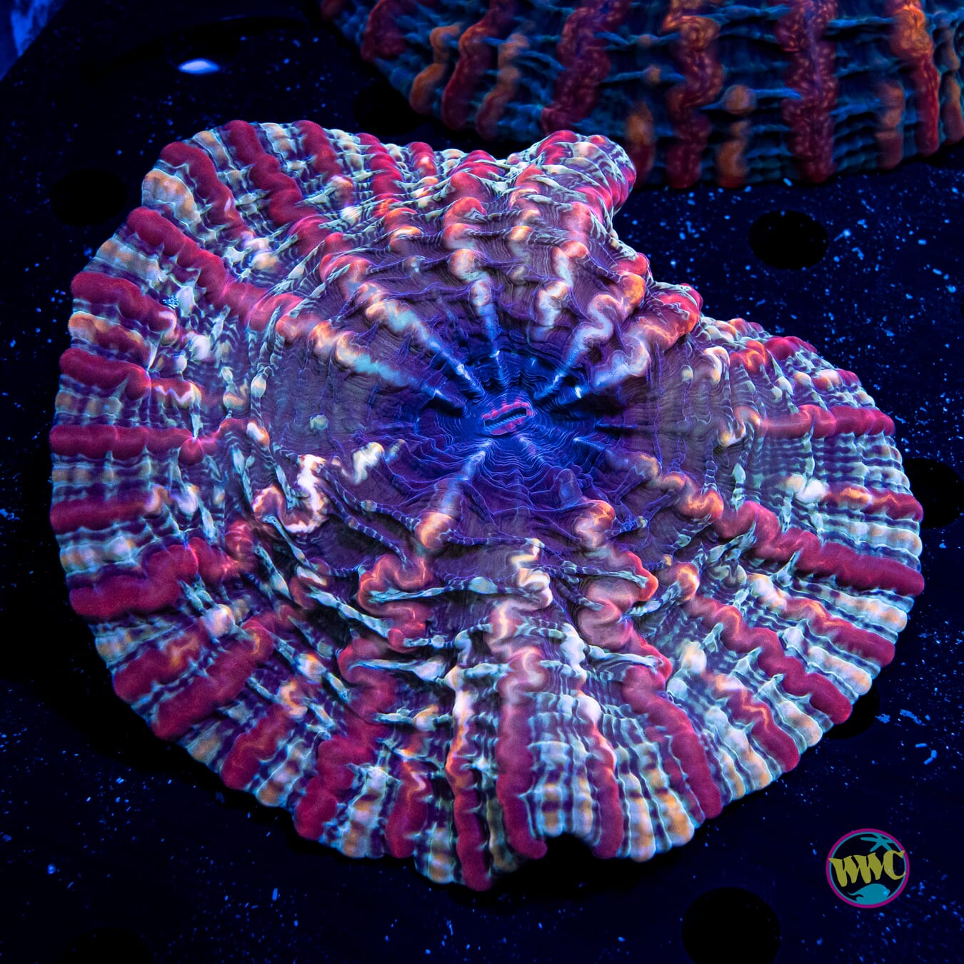 Razzmatazz Indophyllia