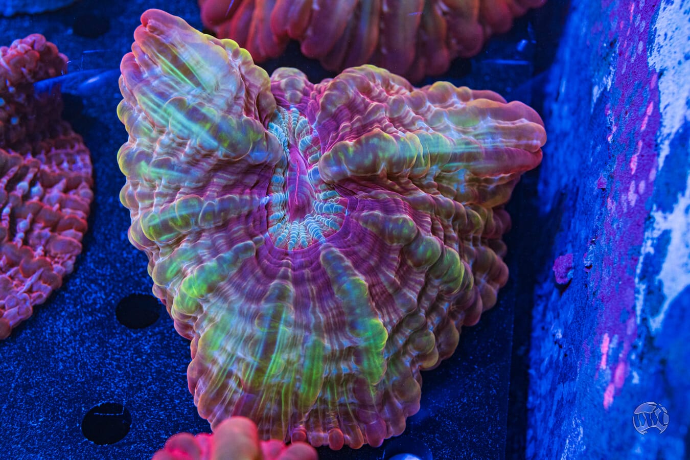 Cynarina