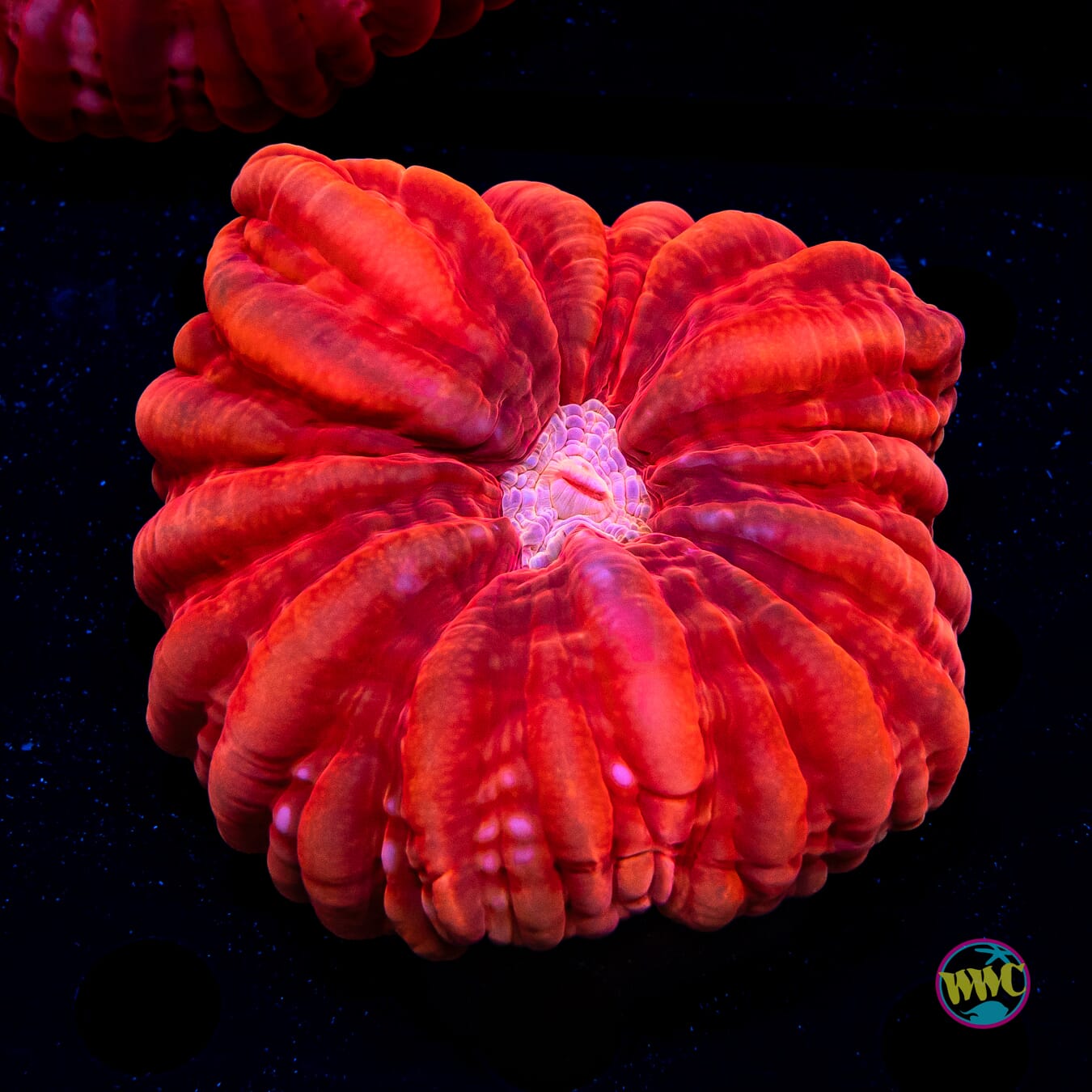 Red Hot Cynarina