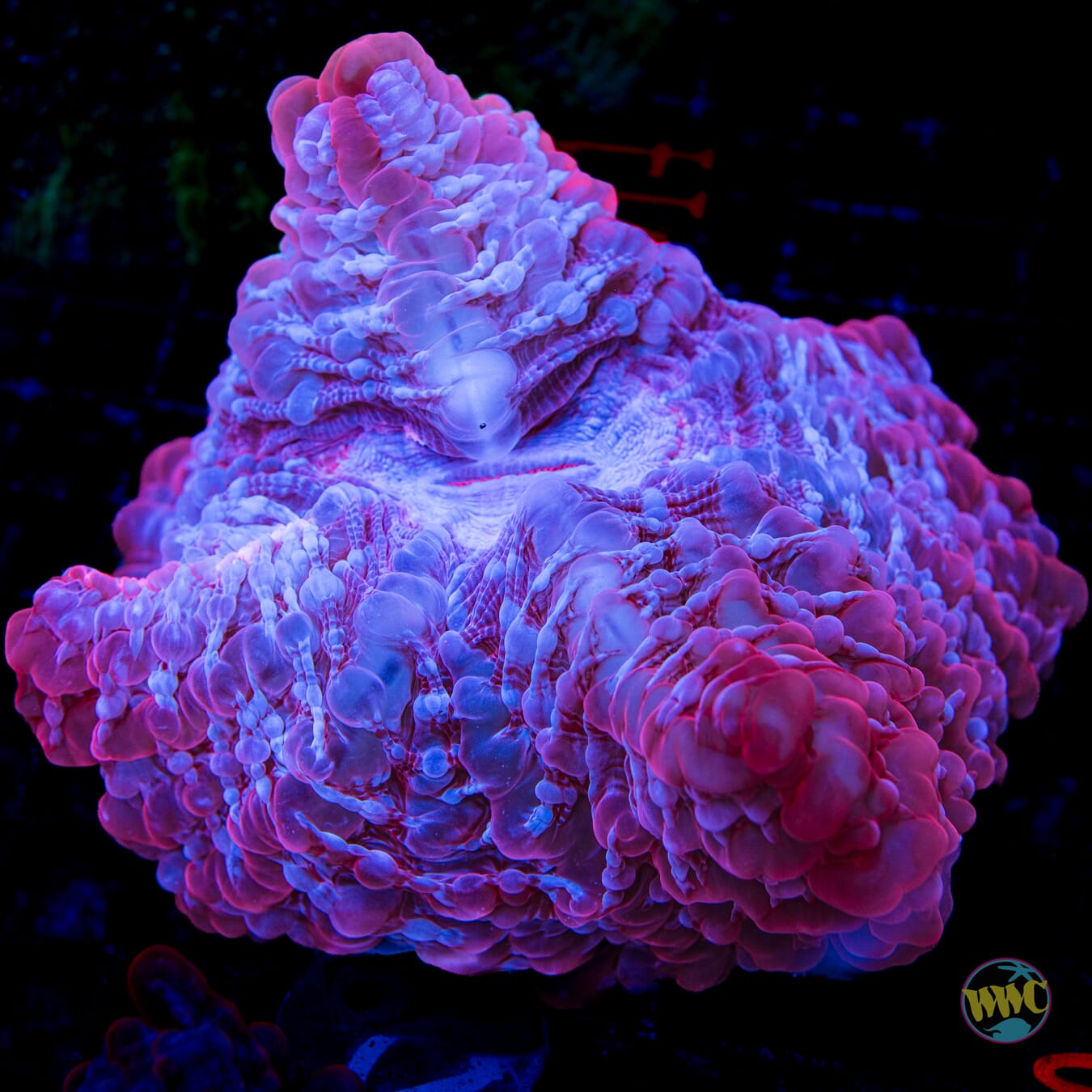Indophyllia