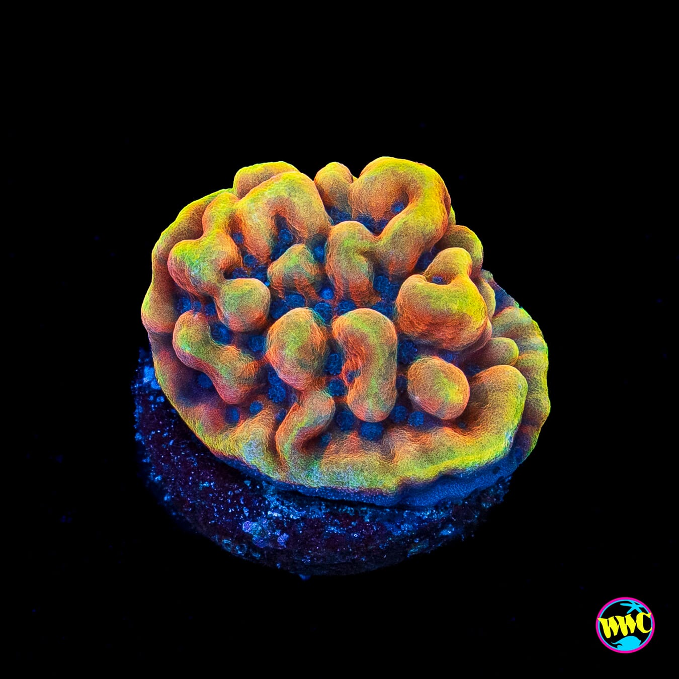RR Crazy T Montipora