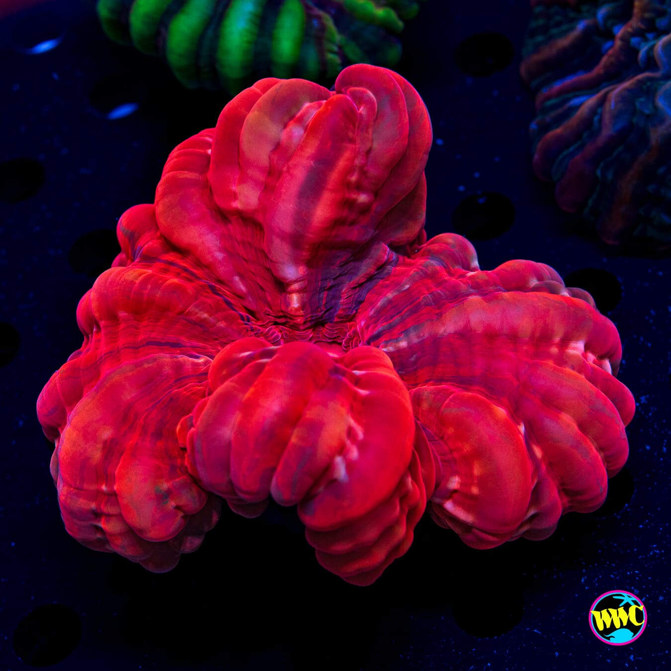 Ruby Crown Cynarina