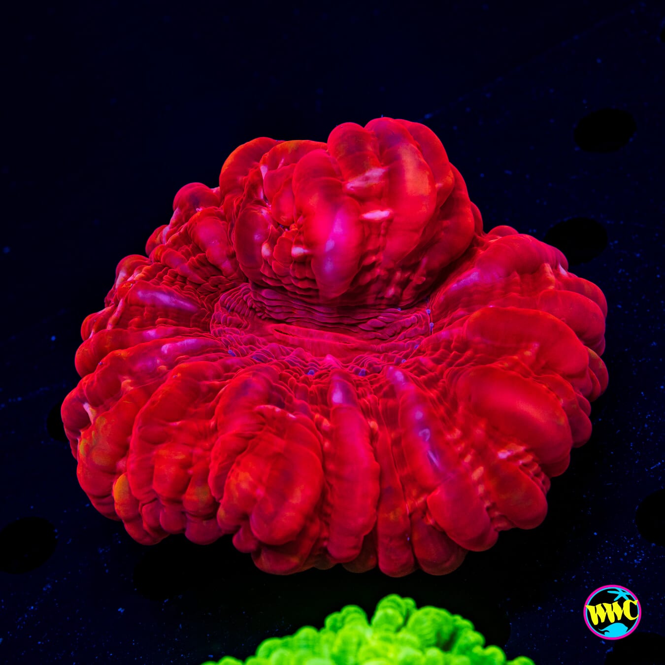 Scarlet Jewel Cynarina