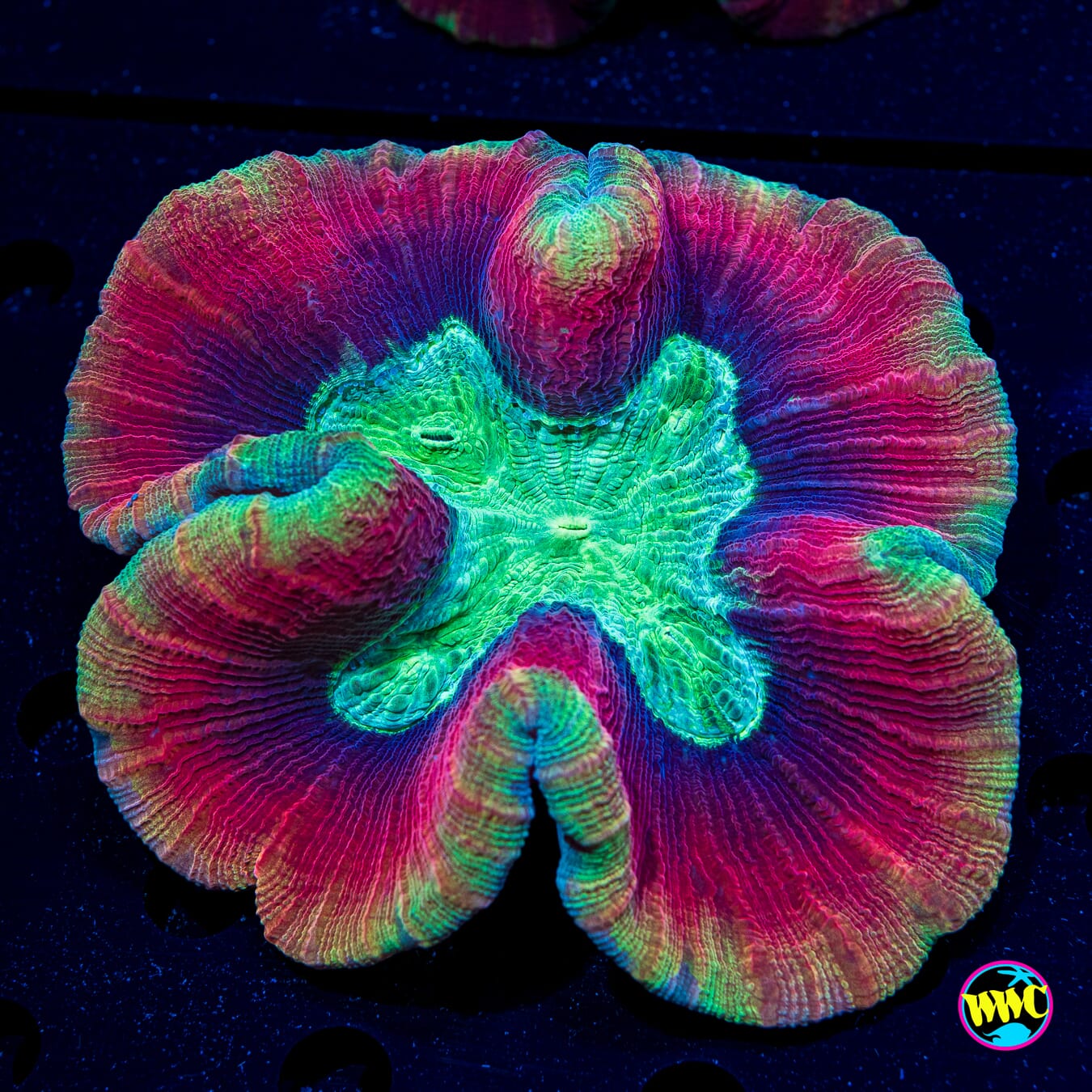 Scarlet Knight Trachyphyllia