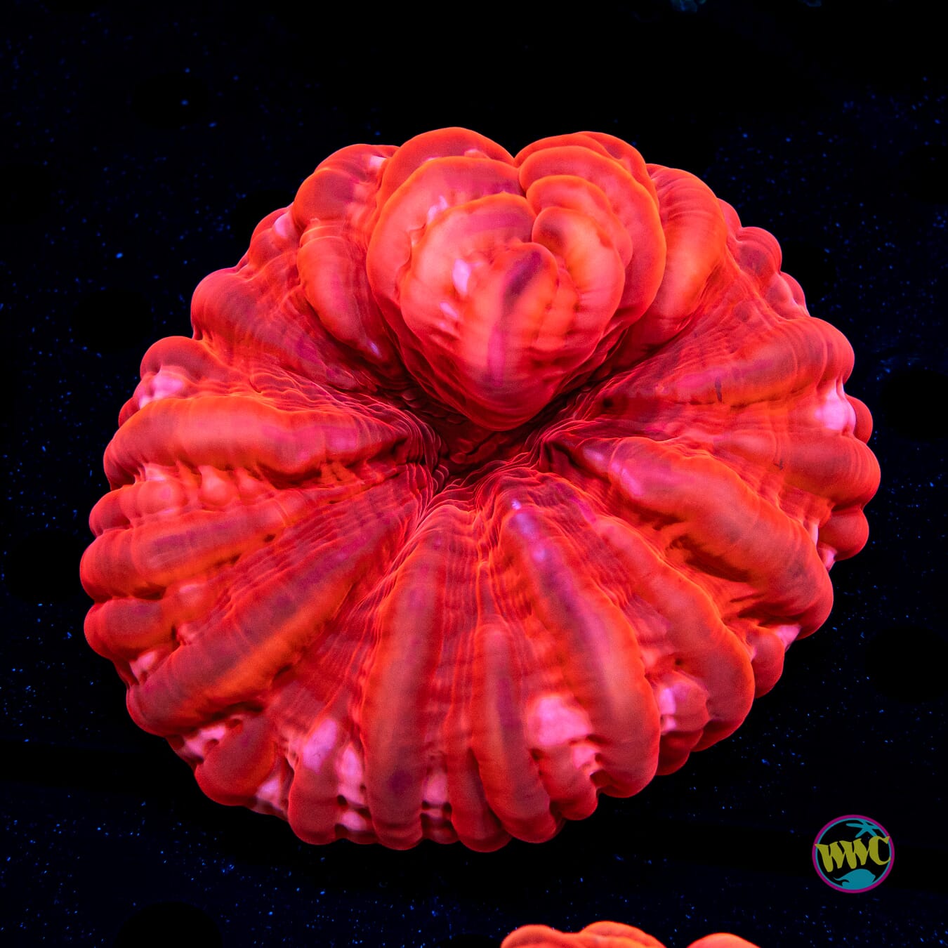 Sealed with a Kiss Cynarina