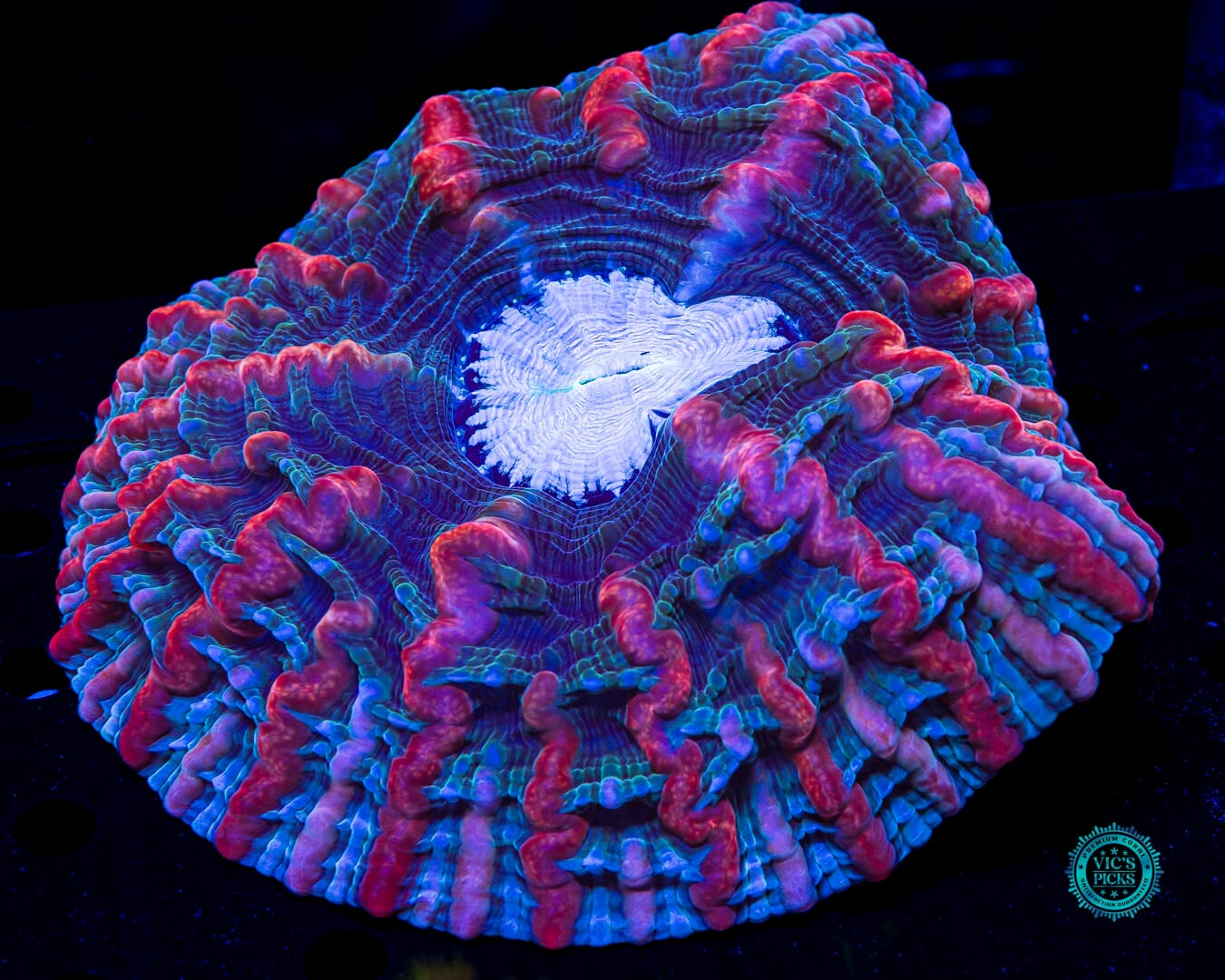 Shimmering Vortex Indophyllia