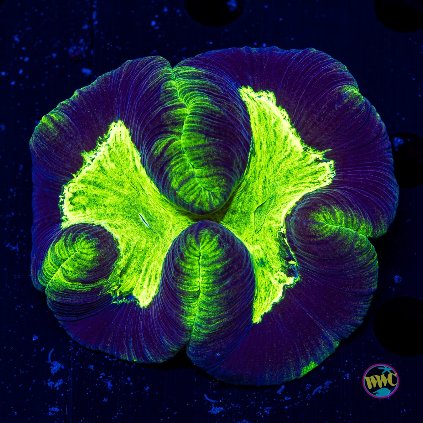 Slime Time Trachyphyllia
