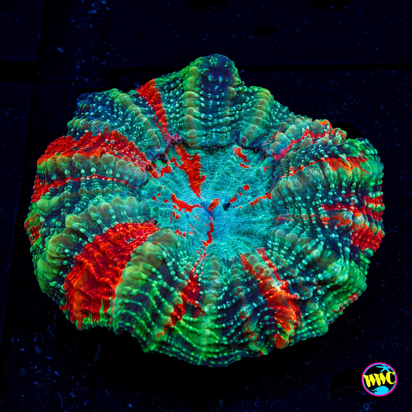 Solar Pulse Acanthophyllia