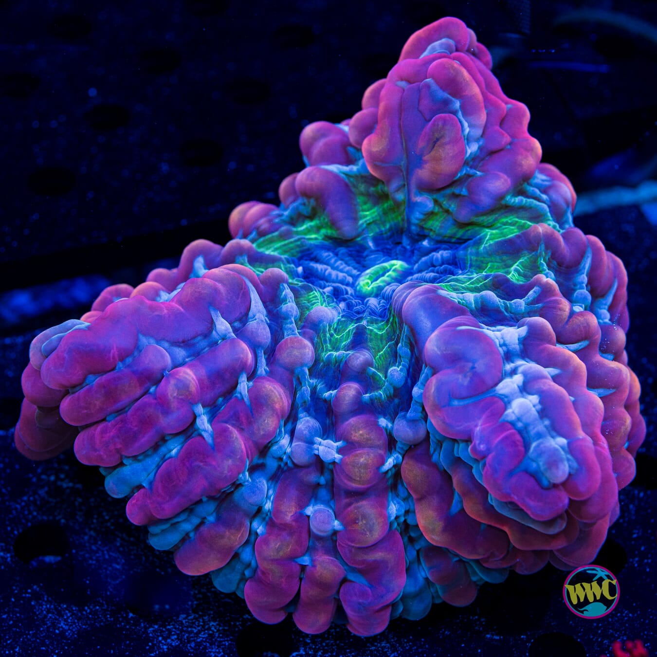 Indophyllia