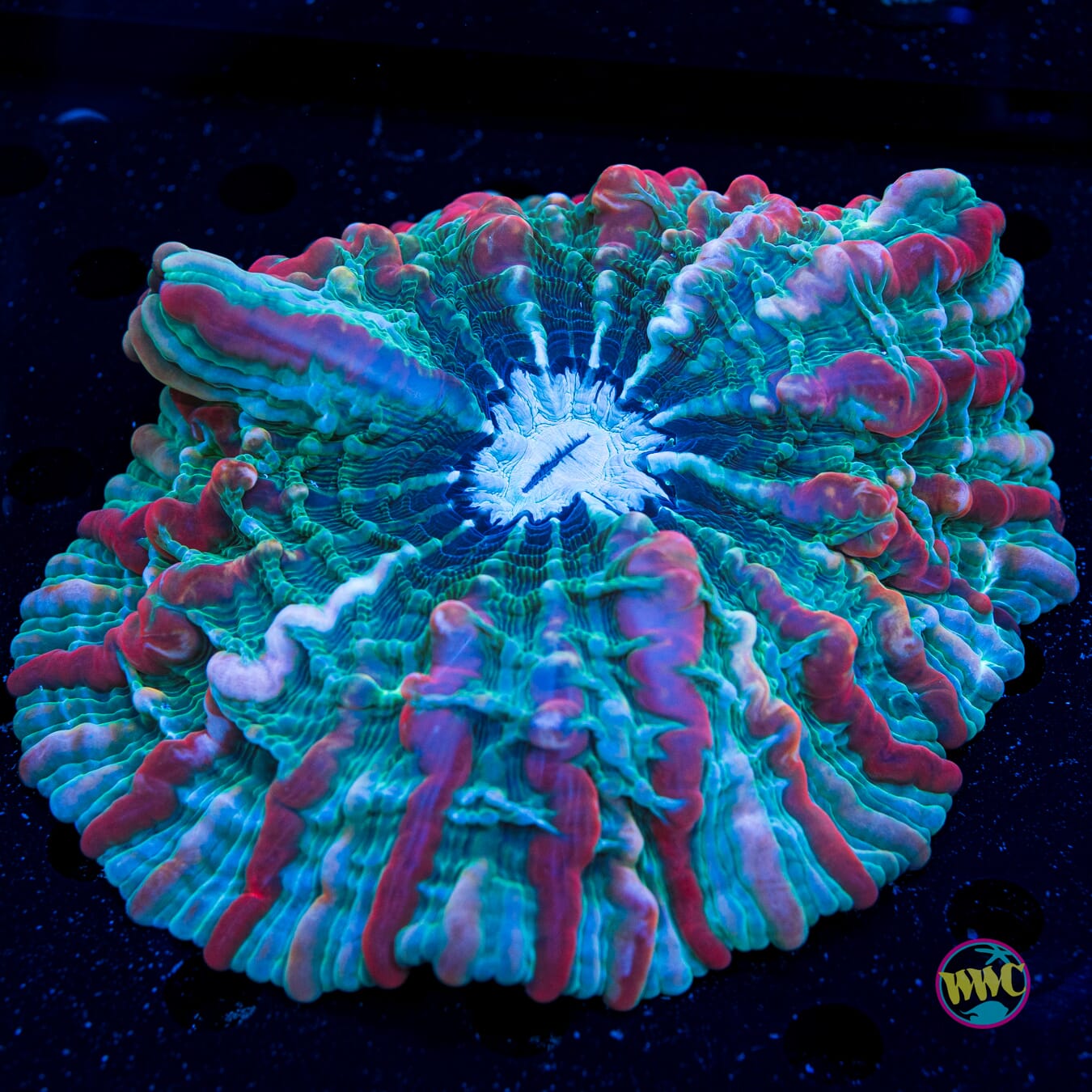 Indophyllia