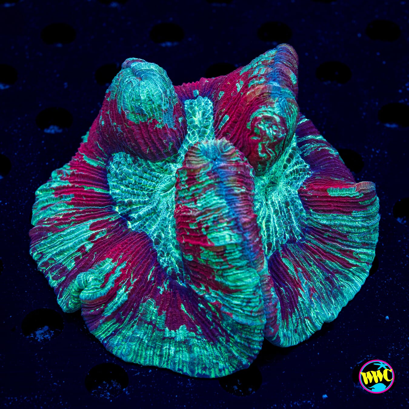 Teal Splatter Trachyphyllia