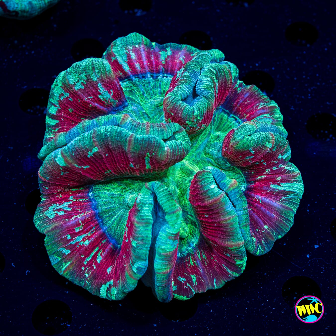 Tealio Trachyphyllia
