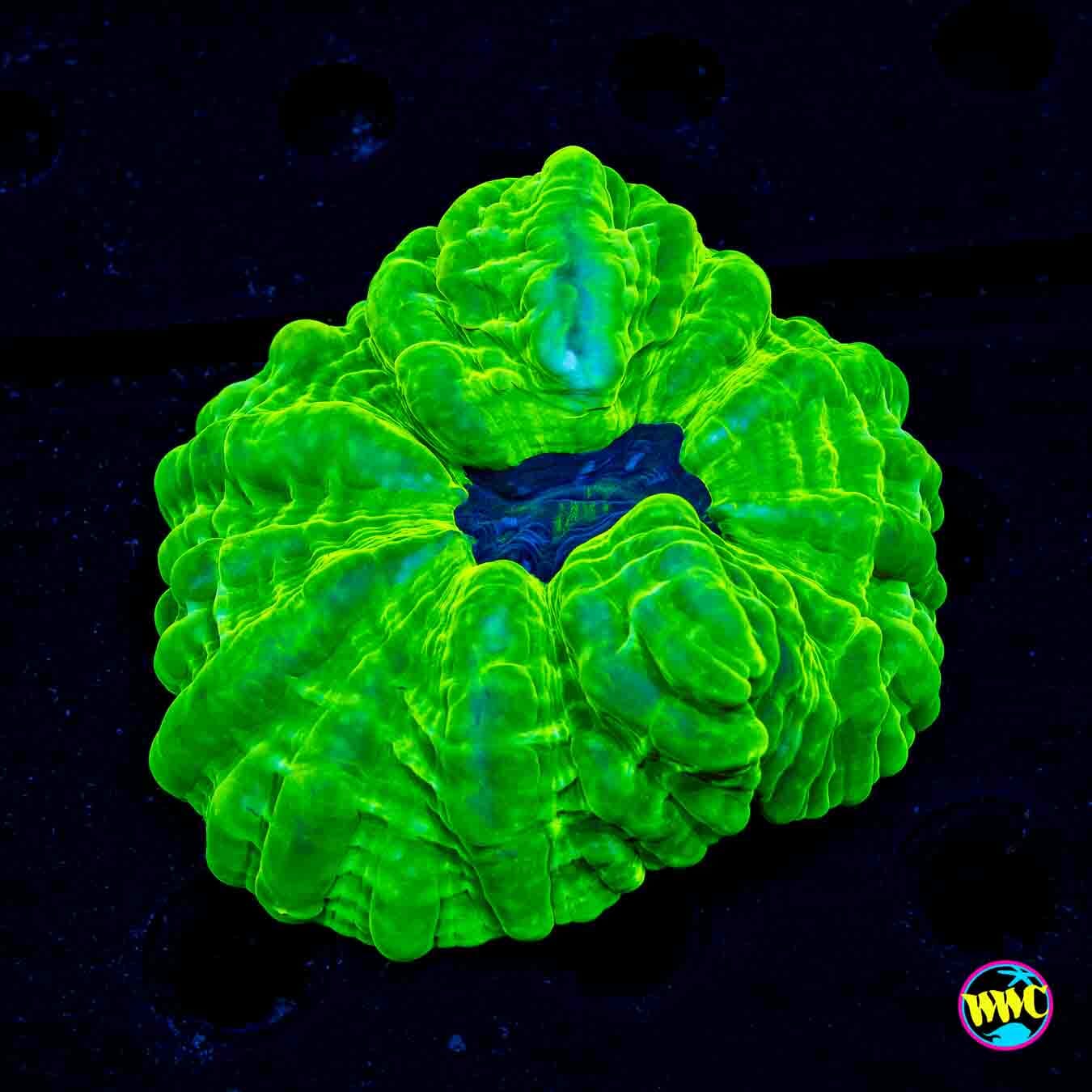 Toxic Cloud Cynarina