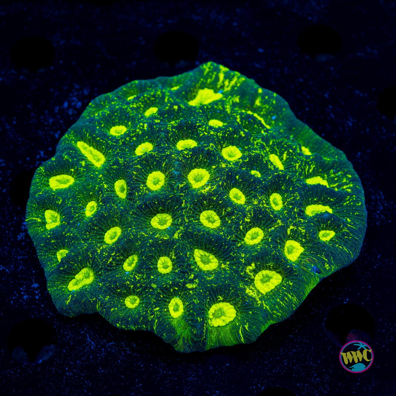 Goniastrea edwardsi