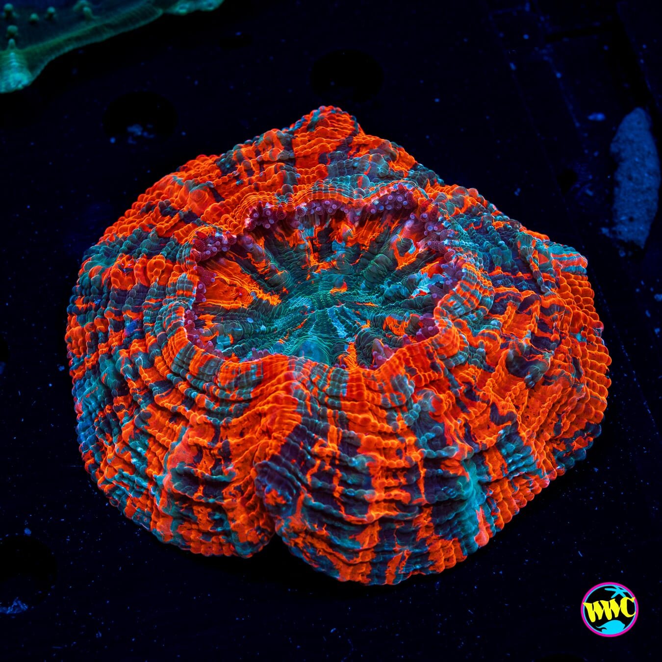 Twisted Nether Acanthophyllia