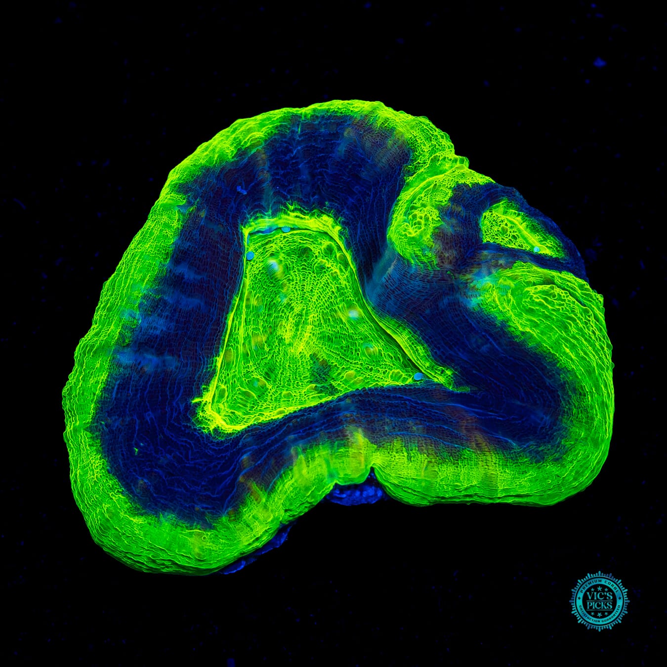 UFO Scolymia