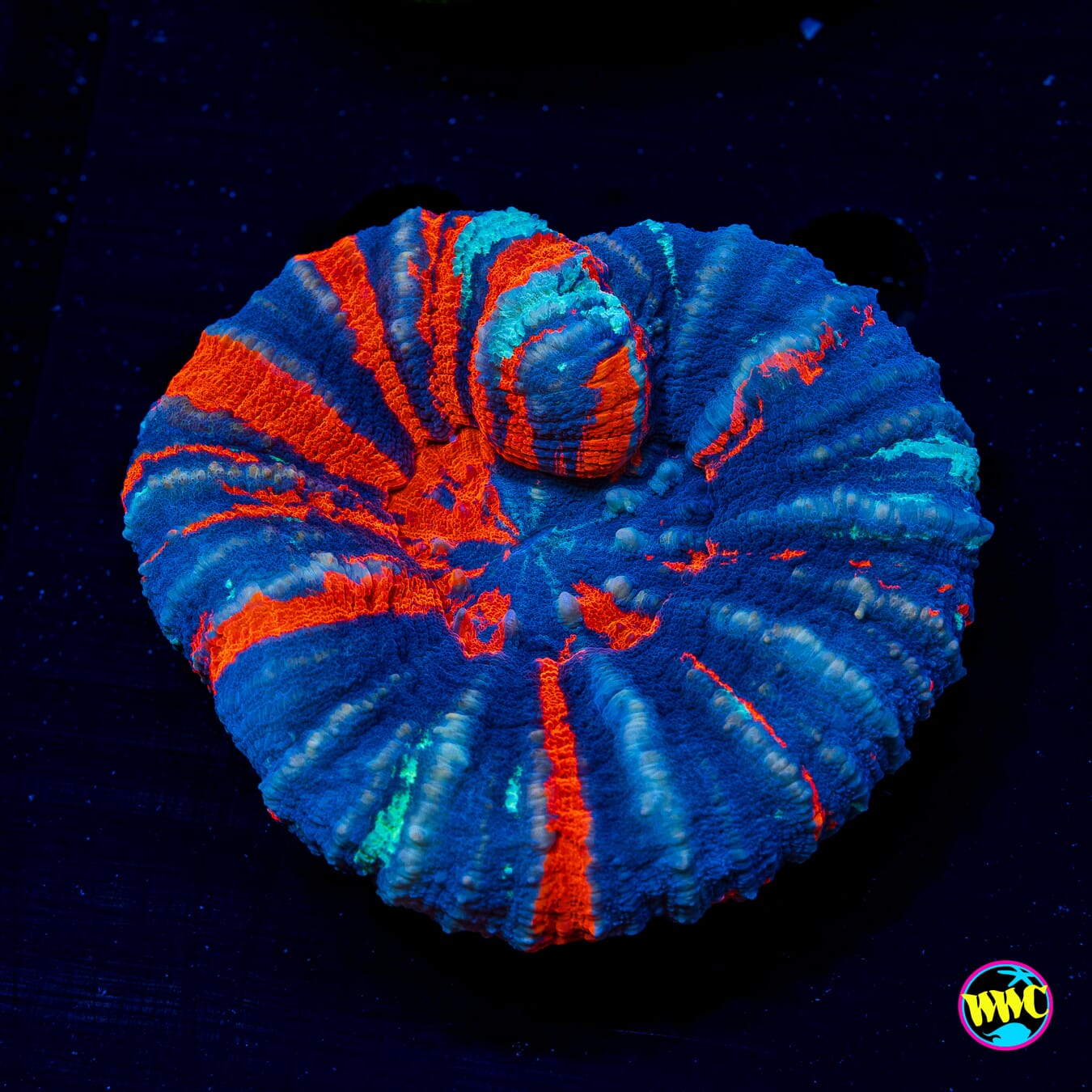 Ultimate Warpaint Scolymia