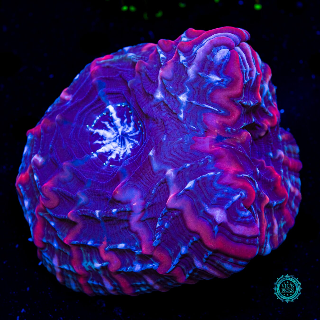 Void Ray Double Headed Indophyllia