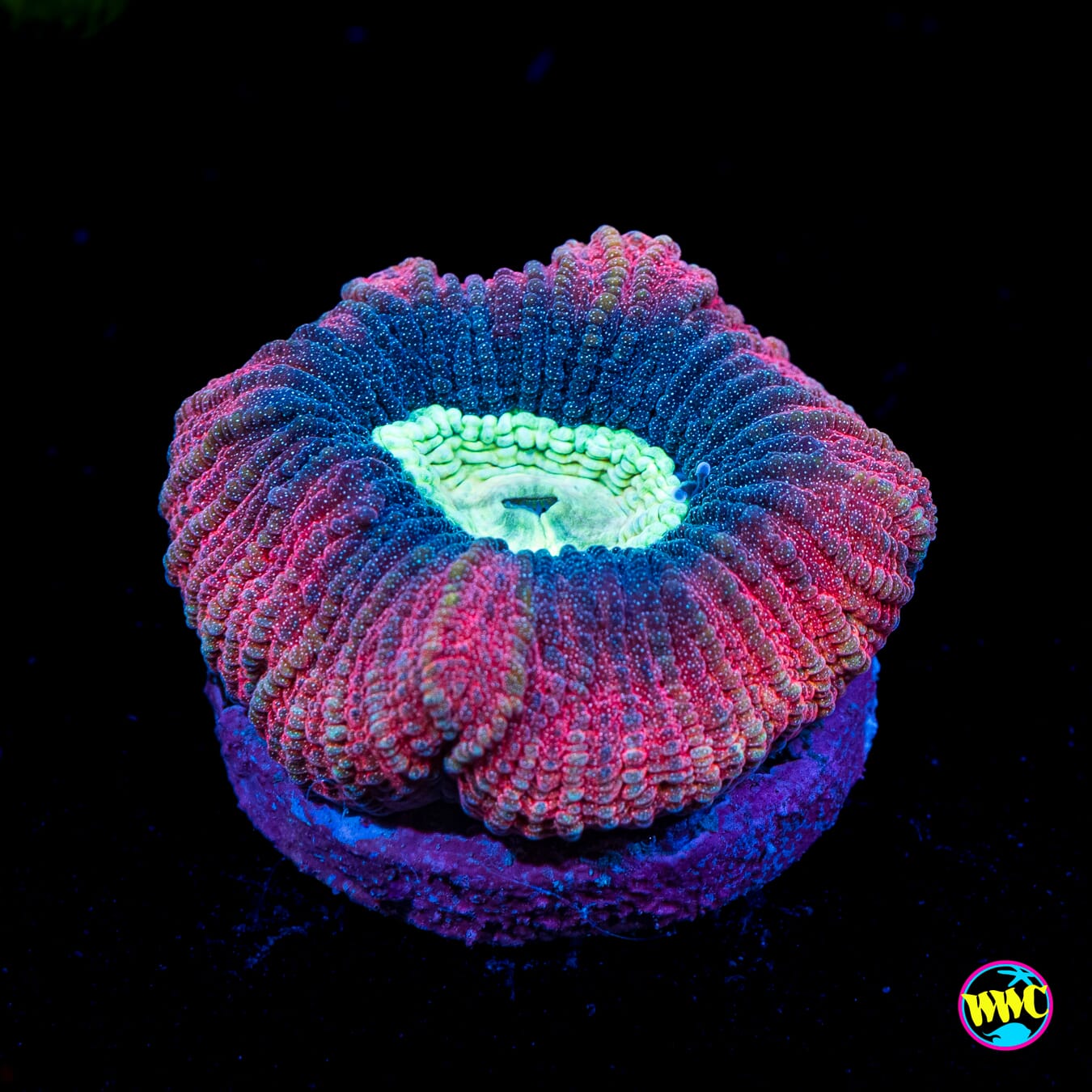 Goniastrea edwardsi
