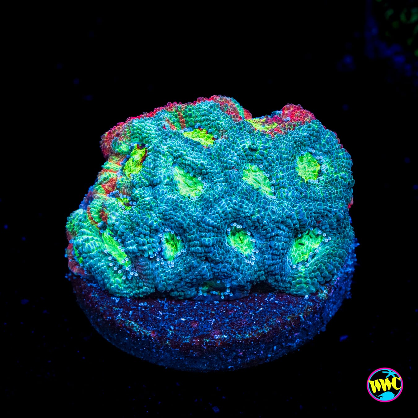 Micromussa
