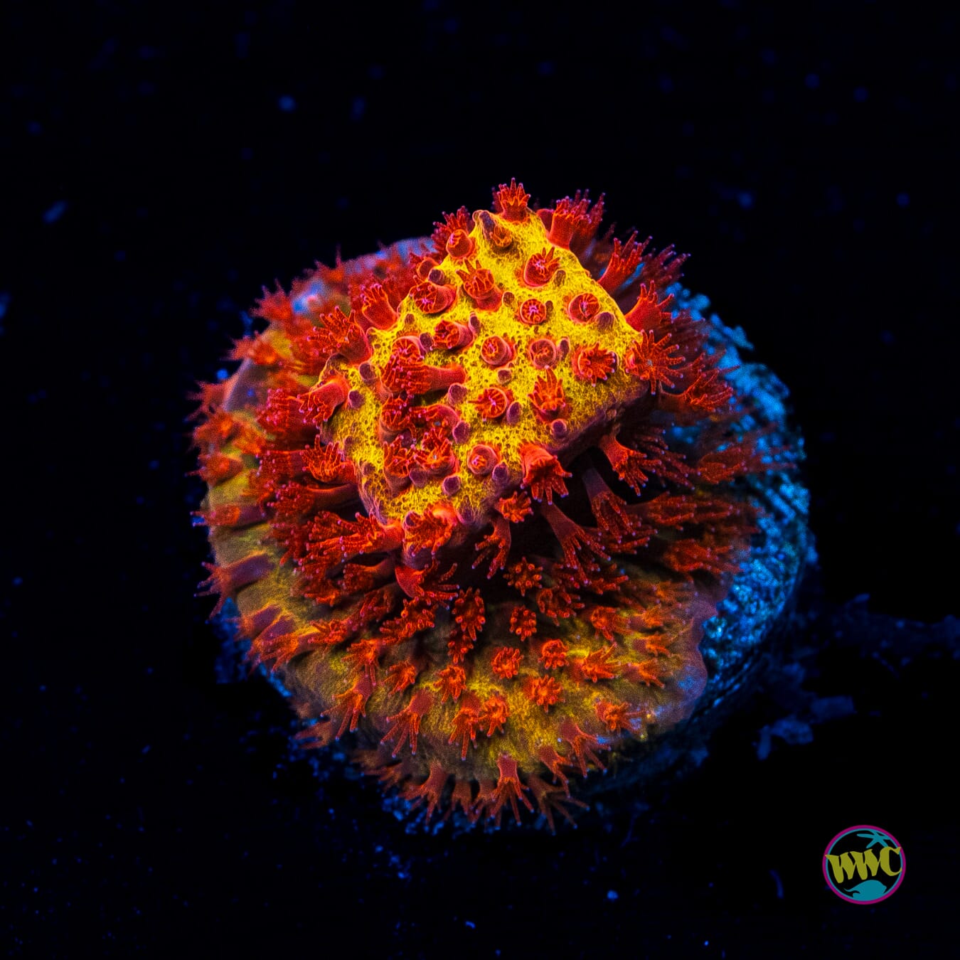Stylocoeniella
