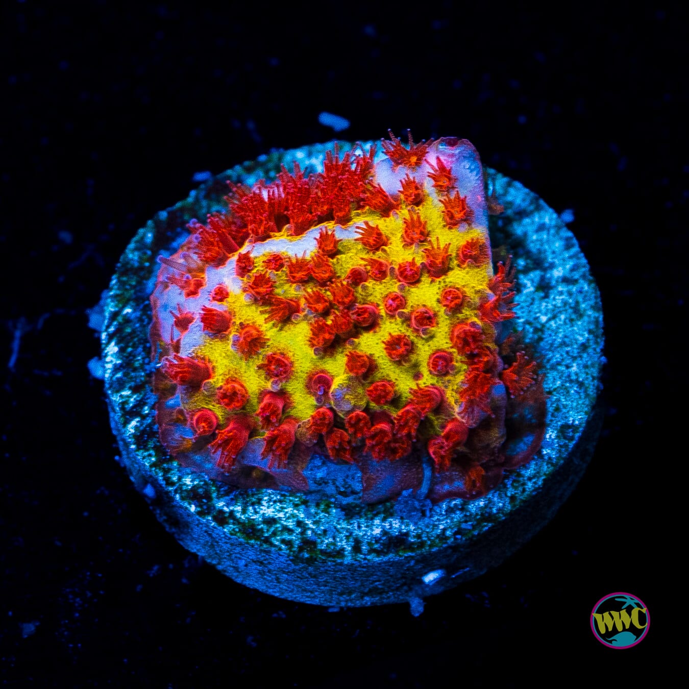 Stylocoeniella