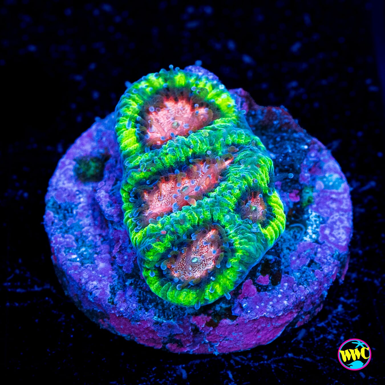 Micromussa
