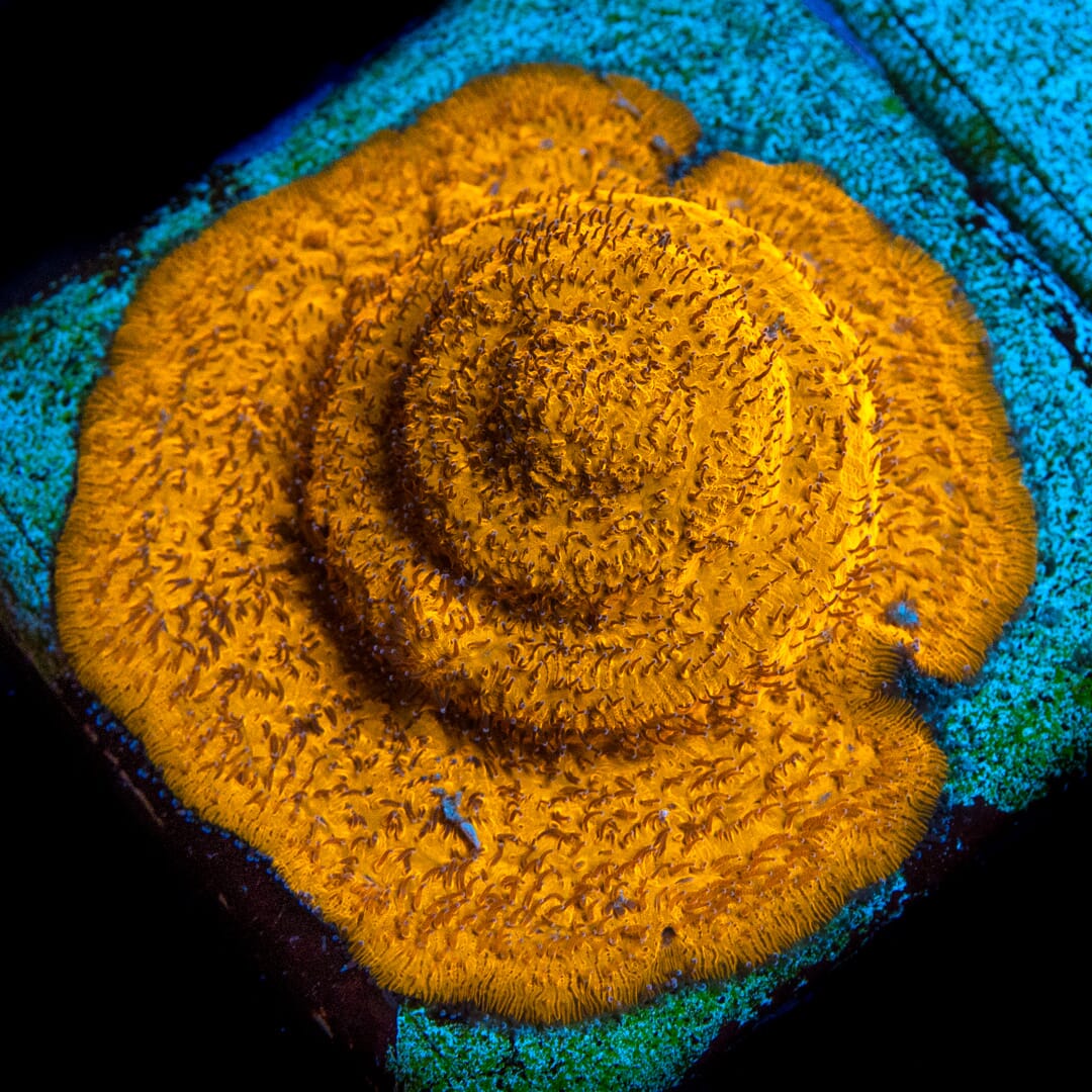 Lithophyllon