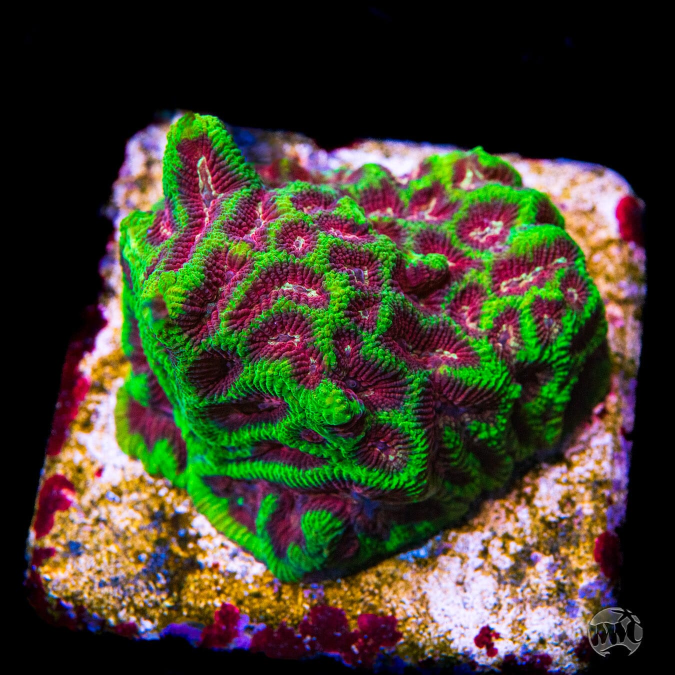 Platygyra lamellina